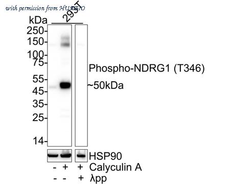 HUABIO HA751138 image 3