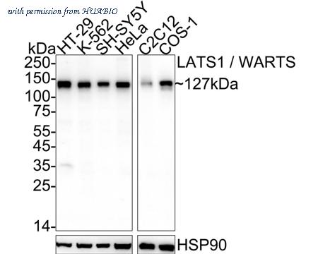 HUABIO HA751141 image 1