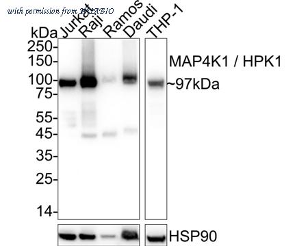 HUABIO HA751145 image 1