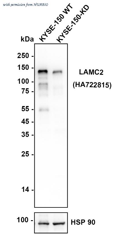 HUABIO HA751148 image 2