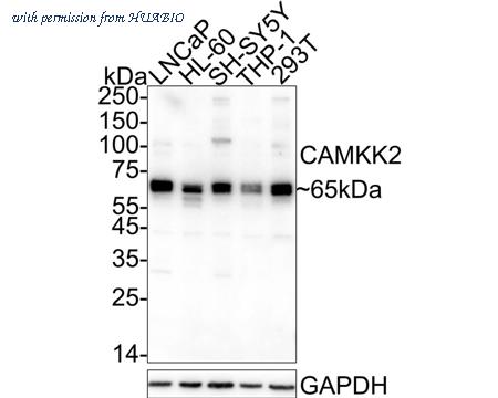 HUABIO HA751149 image 1