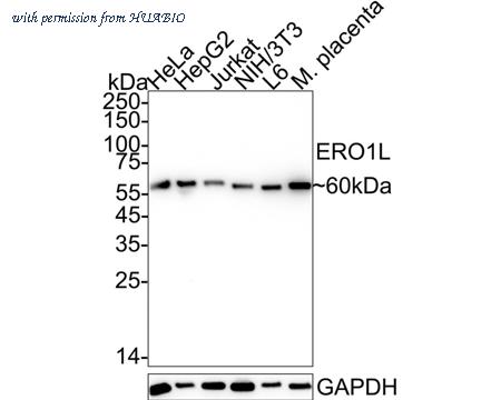 HUABIO HA751151 image 1