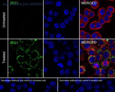 HUABIO HA751152 image 2