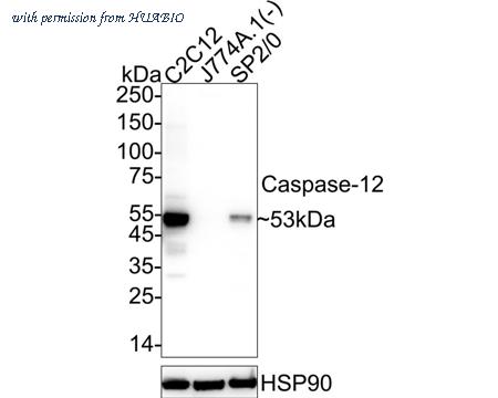 HUABIO HA751170 image 1