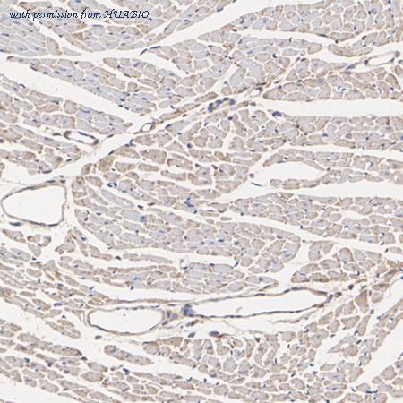 HUABIO HA751170 image 3