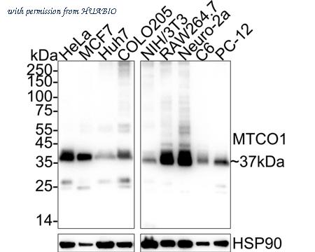 HUABIO HA751171 image 1