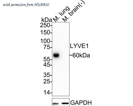 HUABIO HA751179 image 1