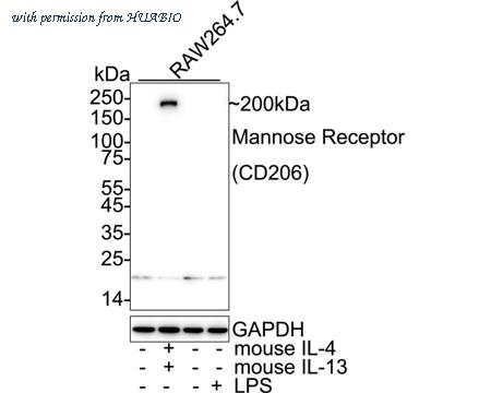 HUABIO HA751188 image 1