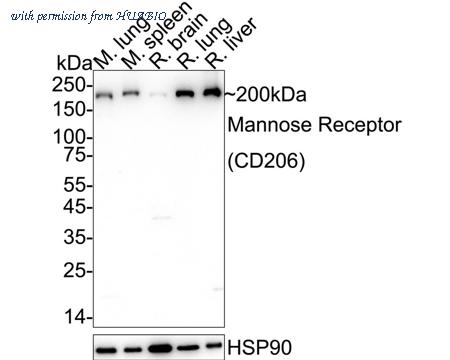 HUABIO HA751188 image 2