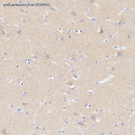 HUABIO HA751197 image 2