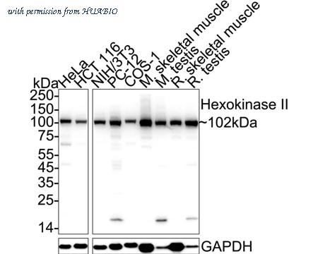 HUABIO HA751199 image 1