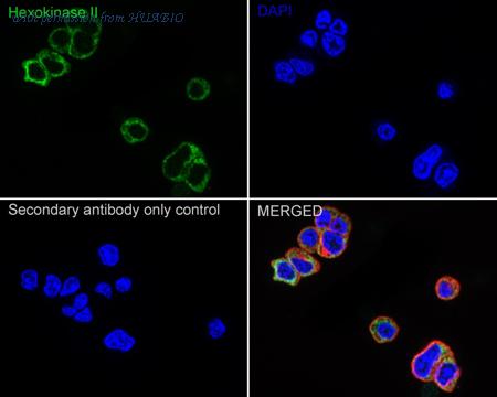 HUABIO HA751199 image 3