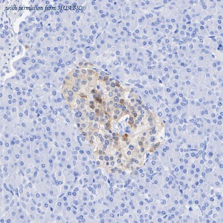 HUABIO HA751200 image 2