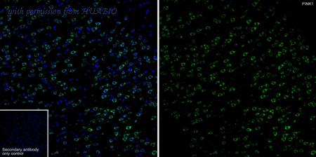 HUABIO HA751234 image 2