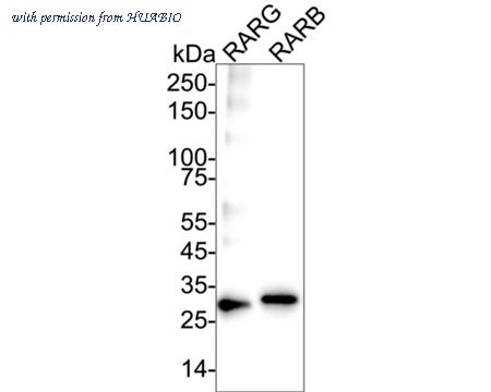 HUABIO HA751239 image 3