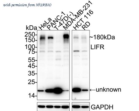 HUABIO HA751241 image 1