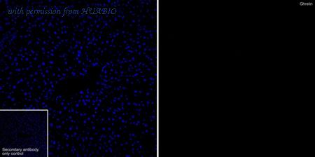 HUABIO HA751242 image 2