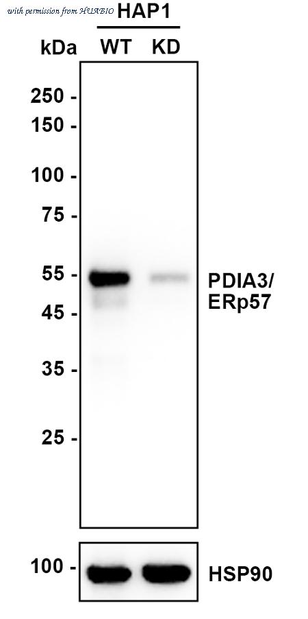 HUABIO HA751244 image 2