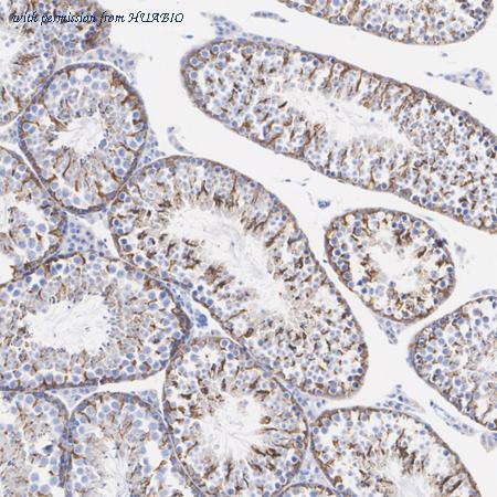 HUABIO HA751246 image 3