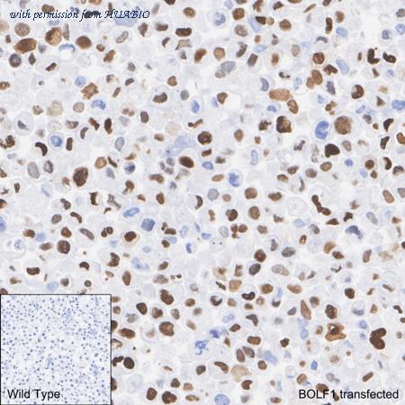 HUABIO HA751253 image 3