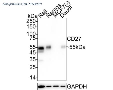 HUABIO HA751255 image 1