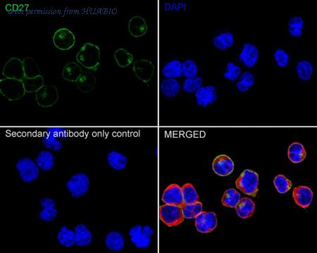 HUABIO HA751255 image 2