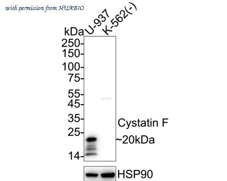 HUABIO HA751261 image 1
