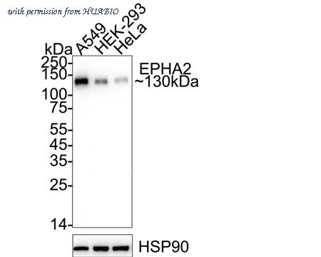 HUABIO HA751275 image 1