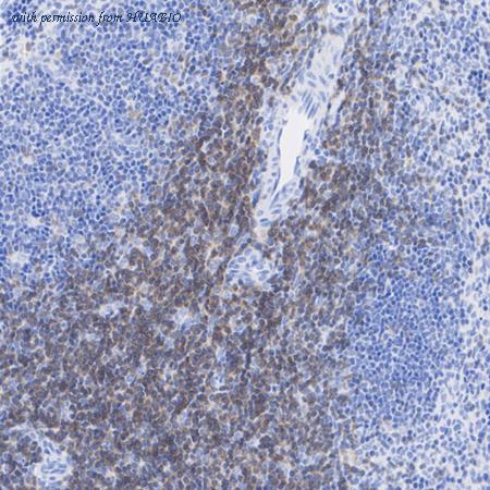 HUABIO HA751279 image 3