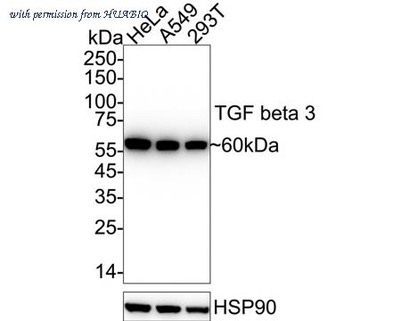 HUABIO HA751280 image 1