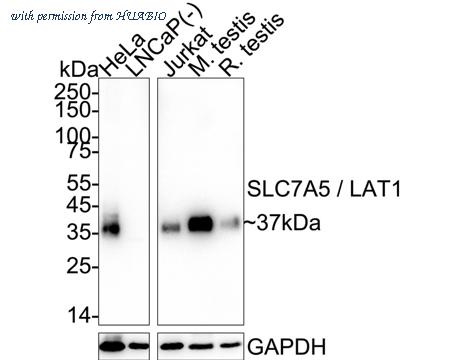 HUABIO HA751282 image 1