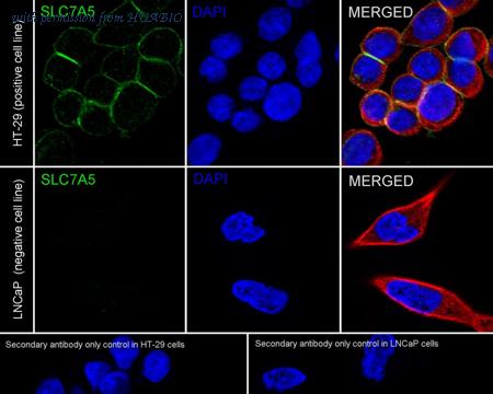 HUABIO HA751282 image 2