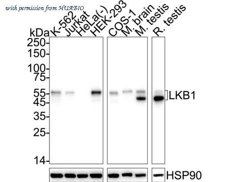 HUABIO HA751283 image 1