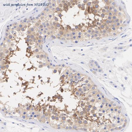 HUABIO HA751283 image 2