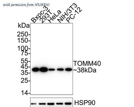 HUABIO HA751284 image 1