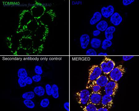 HUABIO HA751284 image 2