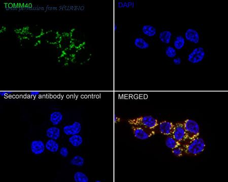 HUABIO HA751284 image 3