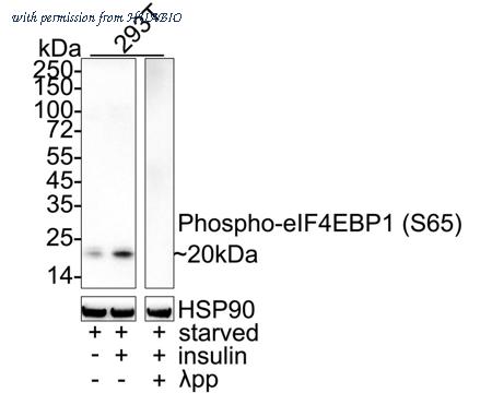 HUABIO HA751291 image 1