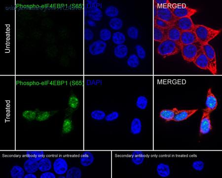 HUABIO HA751291 image 2