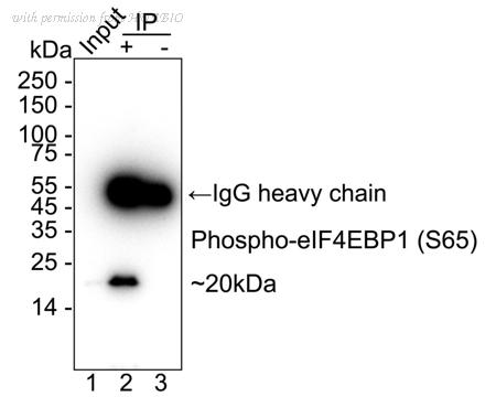 HUABIO HA751291 image 3