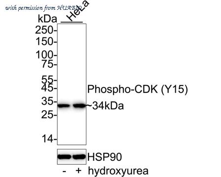 HUABIO HA751292 image 1