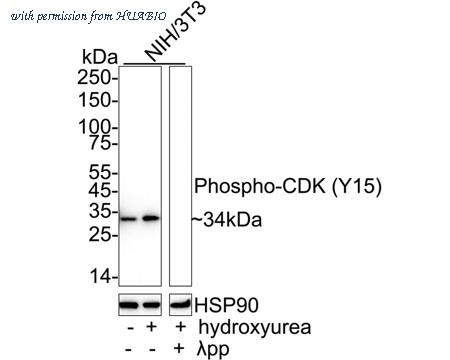 HUABIO HA751292 image 2