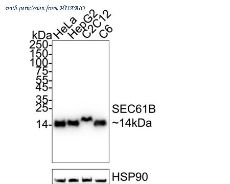 HUABIO HA751295 image 1