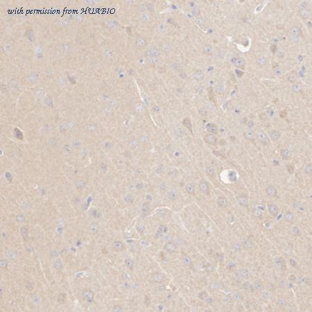 HUABIO HA751297 image 2