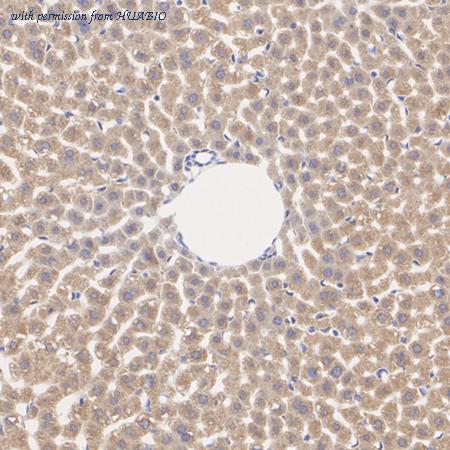 HUABIO HA751297 image 3