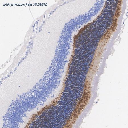 HUABIO HA751301 image 2