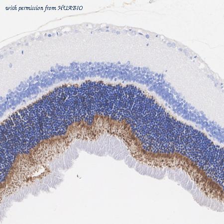 HUABIO HA751301 image 3