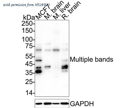 HUABIO HA751302 image 2