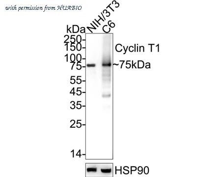 HUABIO HA751308 image 2
