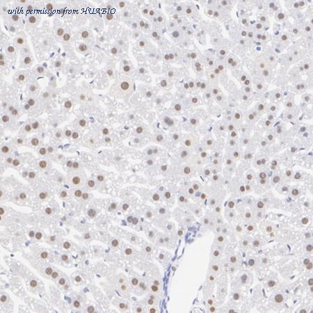 HUABIO HA751308 image 3